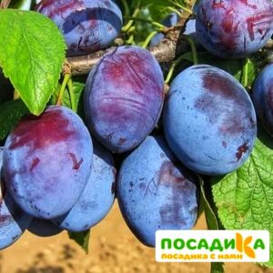 Слива Чачакская ранняя купить по цене от 229.00р. в интернет-магазине «Посадика» с доставкой почтой в в Пушкине и по всей России – [изображение №1].