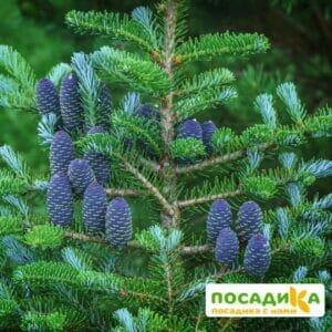 Пихта корейская (Abies koreana) купить по цене от 450.00р. в интернет-магазине «Посадика» с доставкой почтой в в Пушкине и по всей России – [изображение №1].