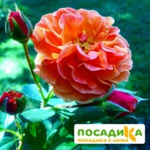 Роза Арабия купить по цене от 350.00р. в интернет-магазине «Посадика» с доставкой почтой в в Пушкине и по всей России – [изображение №1].