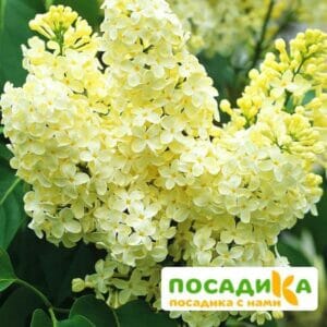 Сирень Примроуз (Primrose) купить по цене от 529.00р. в интернет-магазине «Посадика» с доставкой почтой в в Пушкине и по всей России – [изображение №1].