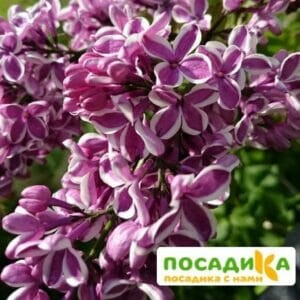 Сирень Сенсация купить по цене от 529.00р. в интернет-магазине «Посадика» с доставкой почтой в в Пушкине и по всей России – [изображение №1].