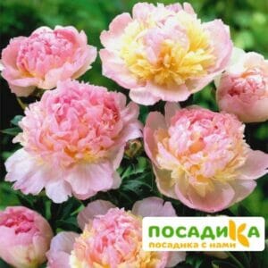 Пион Распберри Сандей (Paeonia Raspberry Sundae) купить по цене от 959р. в интернет-магазине «Посадика» с доставкой почтой в в Пушкине и по всей России – [изображение №1].