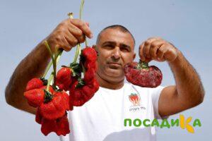 Клубника Гигант Джорнея купить по цене от 266р. в интернет-магазине «Посадика» с доставкой почтой в в Пушкине и по всей России – [изображение №1].