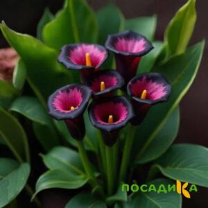 Калла Аура Лейс купить по цене от 400р. в интернет-магазине «Посадика» с доставкой почтой в в Пушкине и по всей России – [изображение №1].