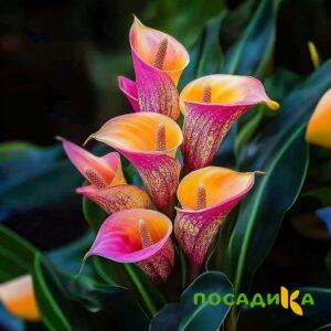 Калла Оникс купить по цене от 450р. в интернет-магазине «Посадика» с доставкой почтой в в Пушкине и по всей России – [изображение №1].