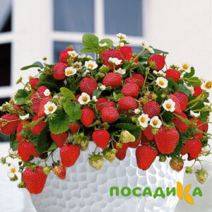 Клубника Рубиновый Шепот (горшечная) купить по цене от 240р. в интернет-магазине «Посадика» с доставкой почтой в в Пушкине и по всей России – [изображение №1].