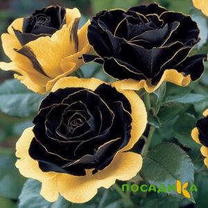 Роза Ханни Сикл купить по цене от 700р. в интернет-магазине «Посадика» с доставкой почтой в в Пушкине и по всей России – [изображение №1].