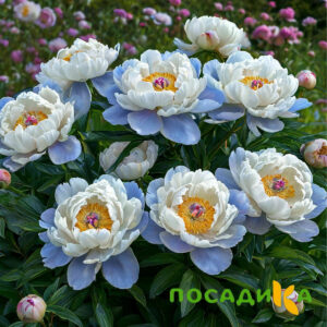 Пион акварельный Этюд купить по цене от 806р. в интернет-магазине «Посадика» с доставкой почтой в в Пушкине и по всей России – [изображение №1].