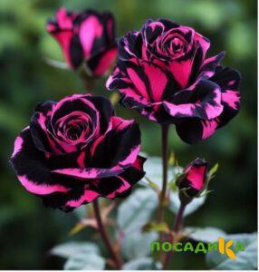 Роза Багровый Шепот купить по цене от 366р. в интернет-магазине «Посадика» с доставкой почтой в в Пушкине и по всей России – [изображение №1].