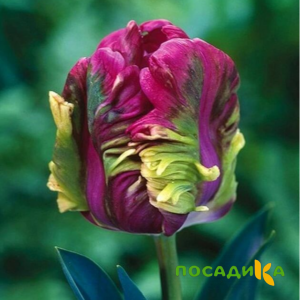 Тюльпан Экзотик Хэвен купить по цене от 186р. в интернет-магазине «Посадика» с доставкой почтой в в Пушкине и по всей России – [изображение №1].